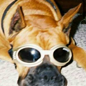 Chloe in Oscar's birthday Doggles