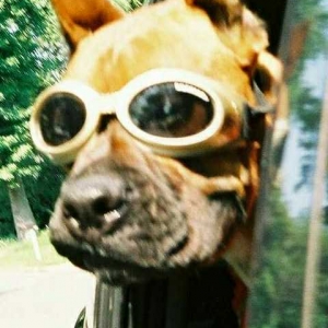 Oscar's Birthday Ride with Doggles