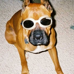 Oscar models the Doggles