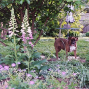 Samantha in the garden