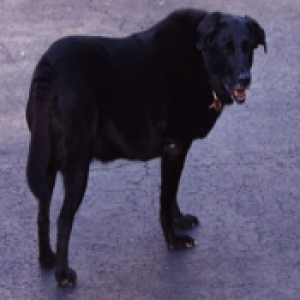 Pepper's last photo