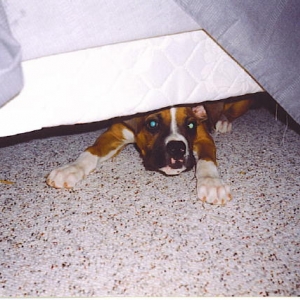 Hiding