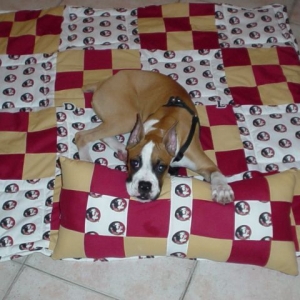 Diesel enjoying the Blanket