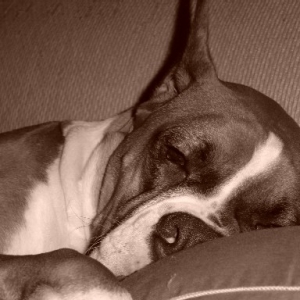 My little sleeping Bear