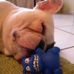 hungry hippo