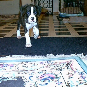 Kyser (7 1/2 weeks)