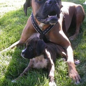 BooBoo & Courage