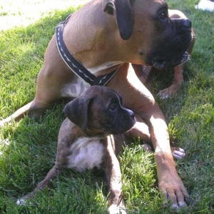BooBoo & Courage