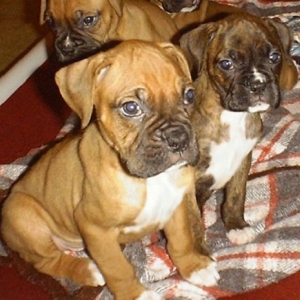Flint Puppy