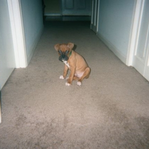 Flint Puppy