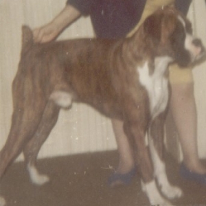 Duke...one of Sheanas puppies