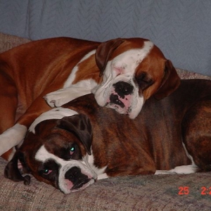 Bear and Parker in a pile.