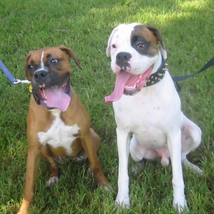 Layla And New Friend Domino