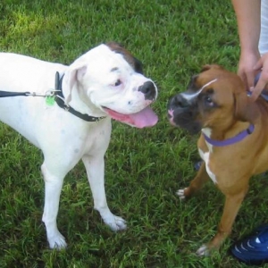 Layla And Domino At Dog Park