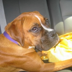 Layla In Back Seat