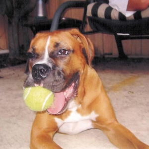 Layla With Her Tennis Ball