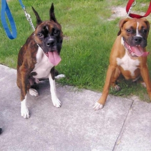 Layla With Her Friend At Obedience School