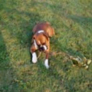 Beau with branch