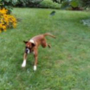 Beau doing the boxer burn!