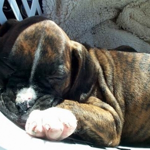 Sleeping beauty on the way home