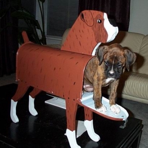 Special Boxer Mail Delivery