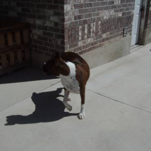 Ginger playing guard dog