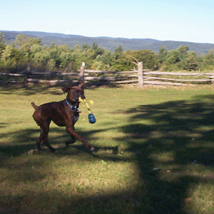 Vegas and the Kong