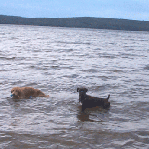 Vegas and Abby having a dip