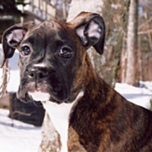 Lola