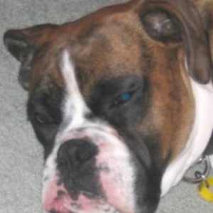 Conked out boxers
