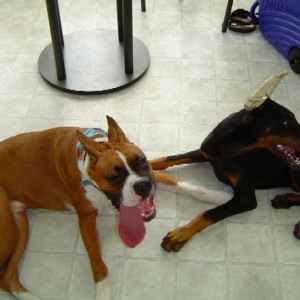 Two Hot Dogs!