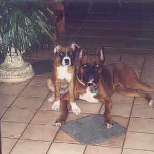 hoosier and nacha