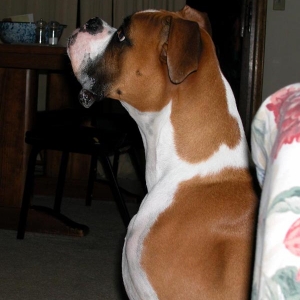 Max waiting for popcorn