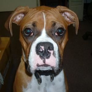 7 Month Fawn Male Boxer