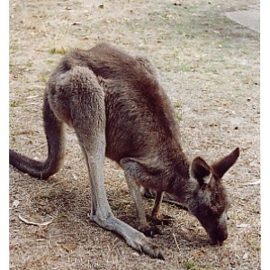Kanga