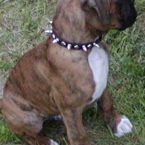 Tough Guy Collar