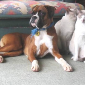 Stella and friends
