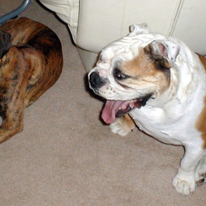 Boxer vs. Bulldog round 1