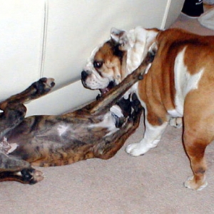 Boxer vs. Bulldog round 2