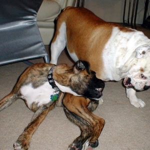 Boxer vs. Bulldog round 3