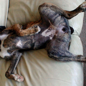 Rub my belly !!!!!