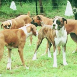 Square Dancing for Boxers