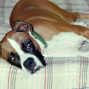 Why is your bed more comfortable?
