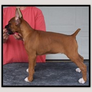 Oskar 8wks