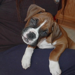 Willie at 8 weeks