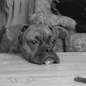 Waiting_for_cookie