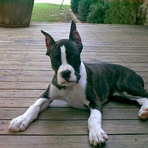 Kyser lazing on the porch