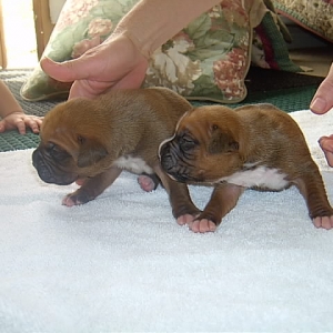 10 days old