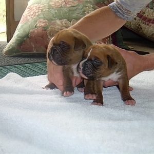 brothers 10 days old