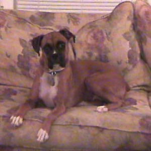 Sasha on the couch